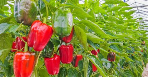 How Tall Do Pepper Plants Grow From Tiny To Huge