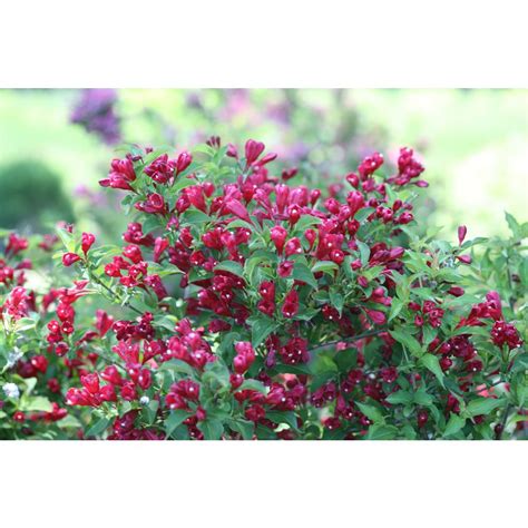 21.09.2017 · flowering bushes flourish in florida, from the tropical hibiscuses in south florida to the summery hydrangeas in the northern part of the state. Proven Winners Sonic Bloom Red Reblooming Weigela (Florida ...