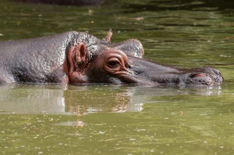Hippopotamus Habitat