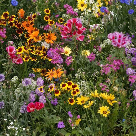 Low Growing Wild Flower Seed From Outsidepride