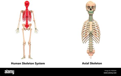 Sistema De Esqueleto Humano Esqueleto Axial Y Apendicular Anatomía