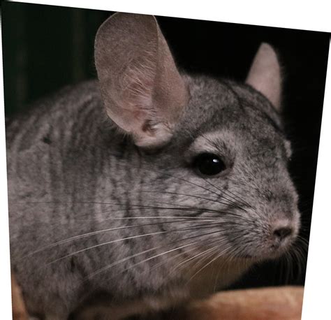 Chinchillas Ponderosa Zoo