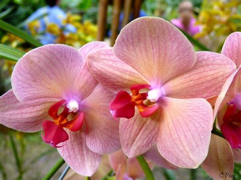 ¡imágenes De Orquídeas Para Soñar Imagenes De Orquideas Orquideas