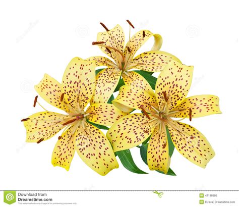 Tiger Lily Flowers On A White Stock Photo Image 47198860
