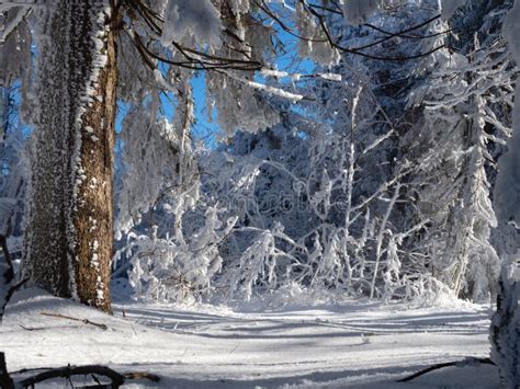 Delightful Snow Covered Forest On A Sunny Winter Day Stock Photo