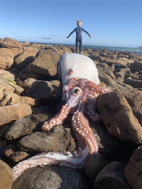 Tim Dee On Twitter Giant Squid Species Wrecked On Scarborough Beach