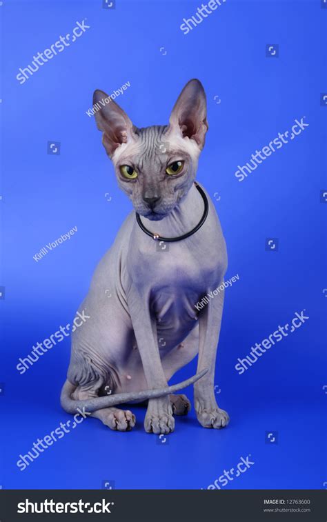 Sphynx Cat Over Blue Stock Photo 12763600 Shutterstock