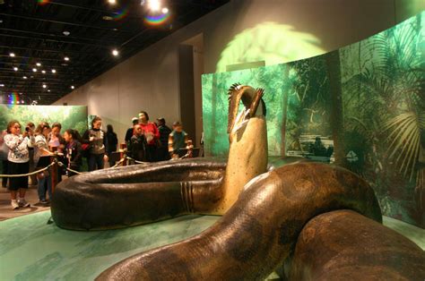 Here's what you need to know about the majestic marine mammal. Titanoboa Was The 50-Foot Prehistoric Snake Of Nightmares