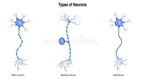 Types Of Neurons Vector Illustration Graphic Stock Vector