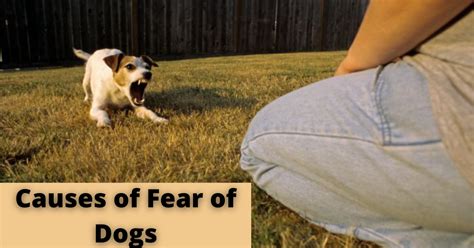 Fear Of Dogs Symptoms Diagnosis Prevention And Treatment