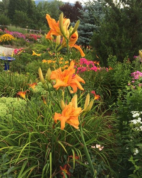 Daylilies One Of The Easiest Perennials To Grow Easy Perennials