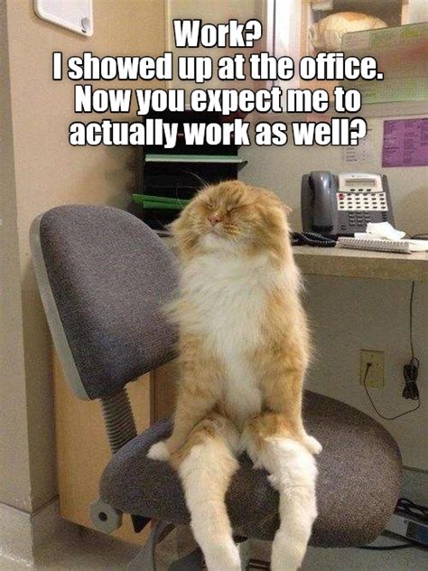 Work Funny Animal Pictures Funny Cats Cute Cats