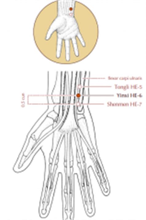 Flexor tendons are the tendons of the fingers. Point location - HT ~ UB deadman Flashcards - Cram.com