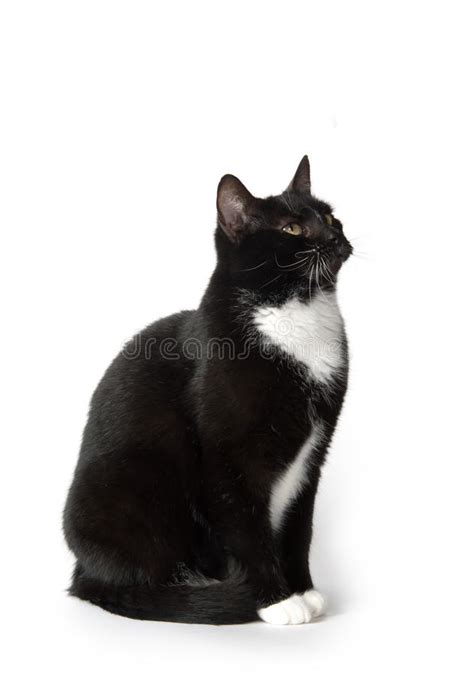 Cute Tuxedo Cat On White Stock Image Image Of Background
