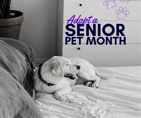 Adopt A Senior Pet Month