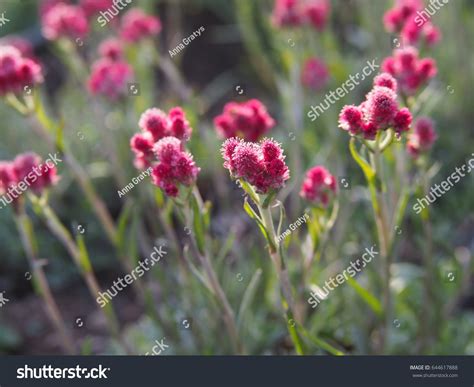 Antennaria Dioica Rubra Pink Pussytoes Full Stock Photo 644617888