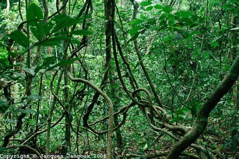 Tangle Of Lianas In Tropical Rain Forest Gabon Africa Em 2019 Mata