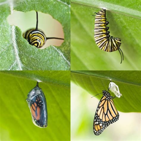 Butterflies Full Guide To Their Lifespan Diet Sleep Time And More