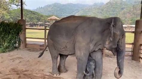 New Baby Elephant Mother Cute Elephant Firsrt Meet Between Baby