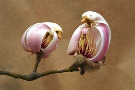 Magnolia Flower Looks Like A Bird Others