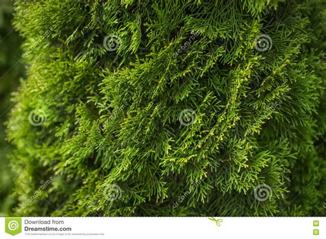 Natural Green Coniferous Background Stock Image Image Of Green