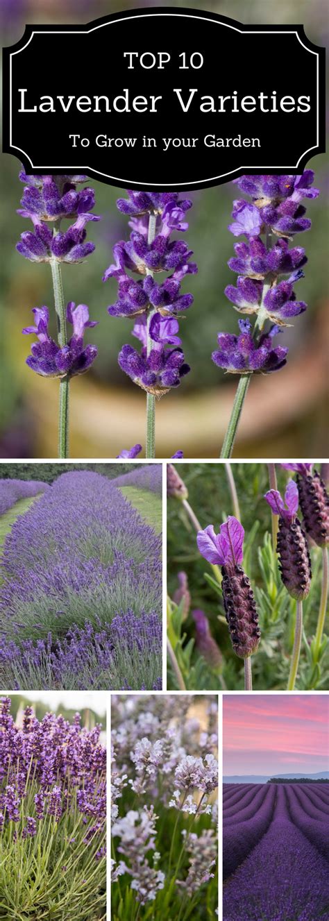 Top 10 Lavender Varieties To Grow In Your Garden