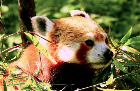 Sikkim also allows snow leopard, wild ass, leopard, red panda, himalayan black bear, musk deer and flying squirrel to roam in its area. 6 National Parks to Spot Red Panda in India