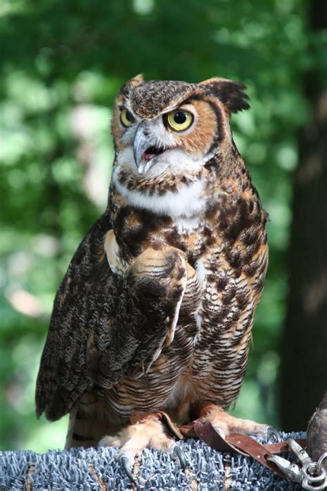 Great horned owl cooling by the pond. Great Horned Owl | Dyer | Vanderbilt University