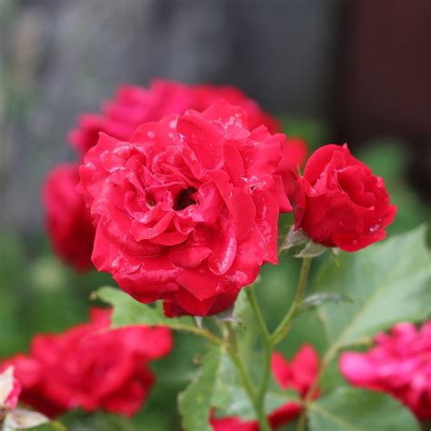 Flores Rosas Jardim Flor De Foto Gratuita No Pixabay Pixabay