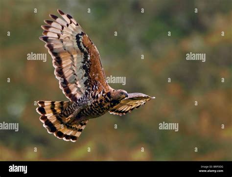Crowned Eagle Flying Hi Res Stock Photography And Images Alamy
