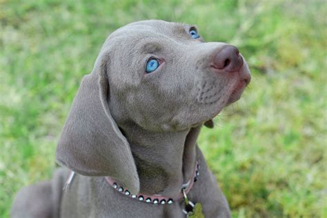 Породы Собак С Голубыми Глазами С Фотографиями Telegraph