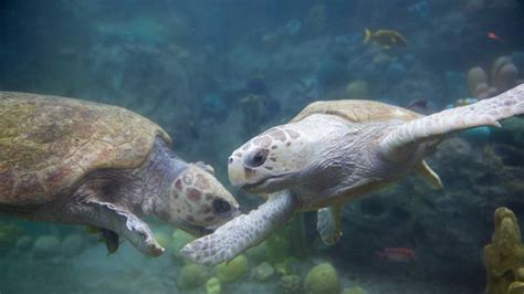 Loggerhead Sea Turtles Make Home At Seaworld