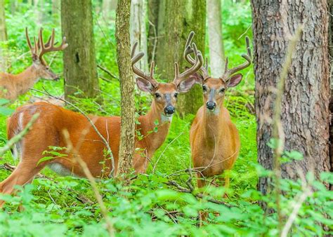 Best Scent Control For Deer Hunting