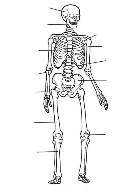 Photo human skeleton in human anatomy coloring pages. Label Of Human Skeleton In Human Anatomy Coloring Pages ...