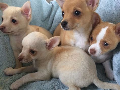 2 males and one female. ADORABLE CHIHUAHUA PUPPIES FOR SALE ADOPTION in Singapore ...