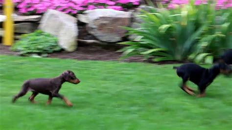 Akc registered, parents on premises and genetic test done, watch. Doberman Pinscher Puppies For Sale - YouTube