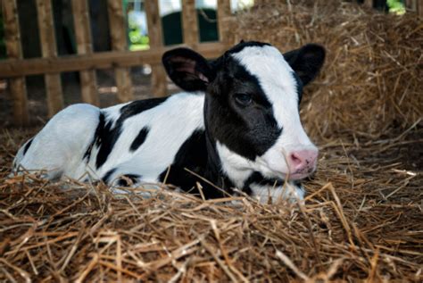 Calf Laying In Straw At A Pennsylvania Dairy Farm Stock Photo