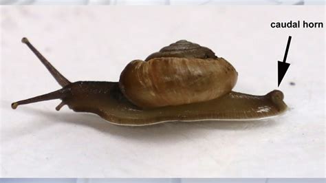 Pest Alert Invasive Horntail Snail Found For First Time In South Florida