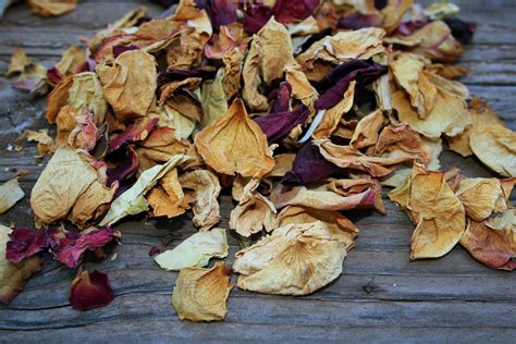 Dried Rose Petals Free Stock Photo Public Domain Pictures