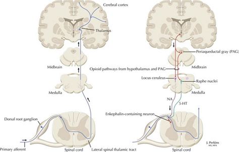 Pain Pathophysiology And Management Neupsy Key