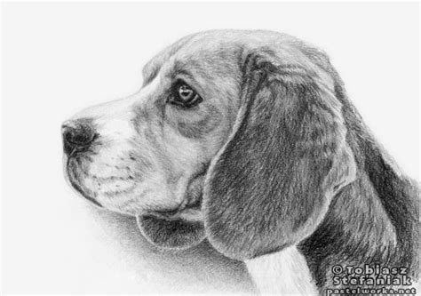 Dog Portraits Art Animal Paintings Dog Drawing