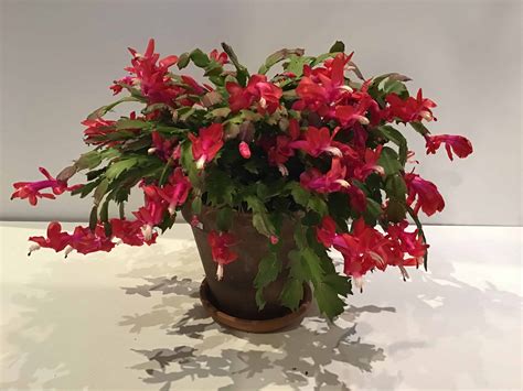 Christmas Cactus Verdant Floral Studio