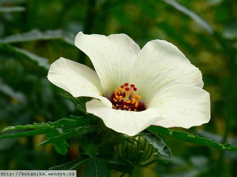 Medicinal Herbs Flower Of An Hour Hibiscus Trionum