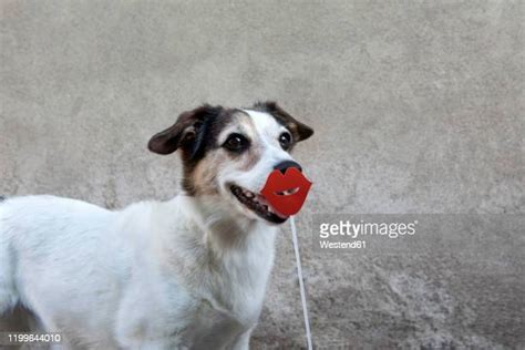 Dog With Human Mouth Photos And Premium High Res Pictures Getty Images