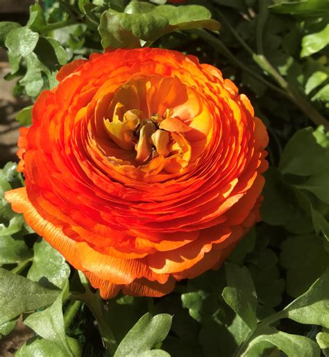 Ranunculus Orange Large Corms For Cut Flower And Borders