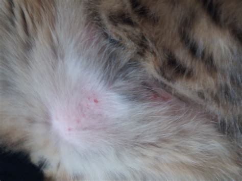 Red Spots On Cat Skin