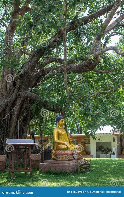 Buddha With The First Bodhi Tree Wat Sri Maha Pot Stock Image Image