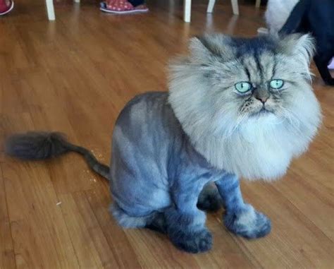 Image Result For Cat Haircut Cats And Kittens Cat Haircut Cats