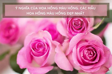 Ý Nghĩa Của Các Loại Hoa Hồng Màu Hồng Phổ Biến Hiện Nay Flowerfarm