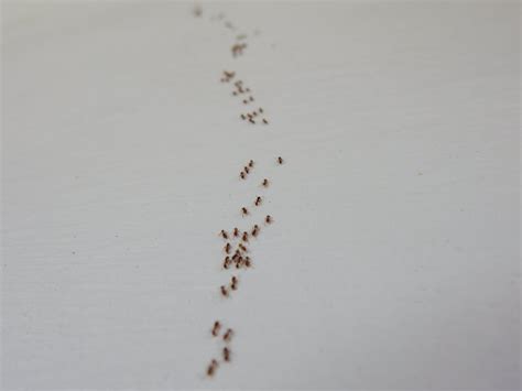 Free Stock Photo Of Ants Wall